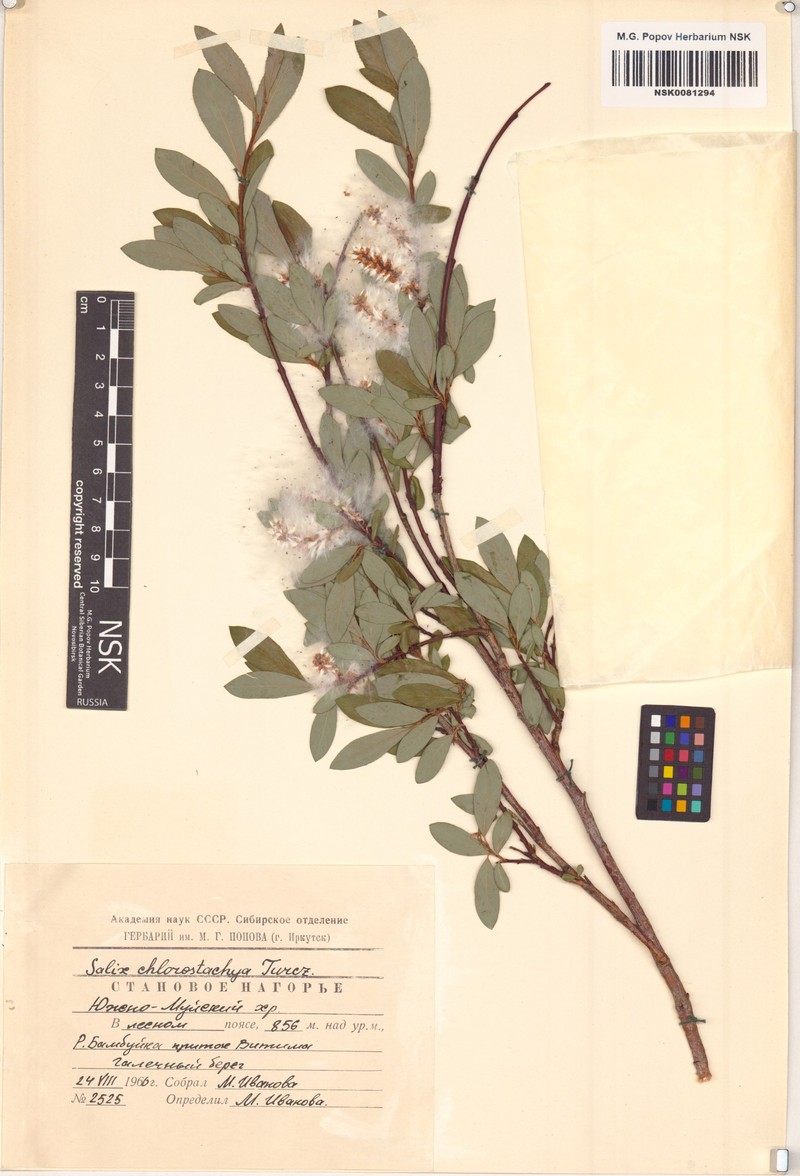 Salix rhamnifolia subsp. rhamnifolia photo 6