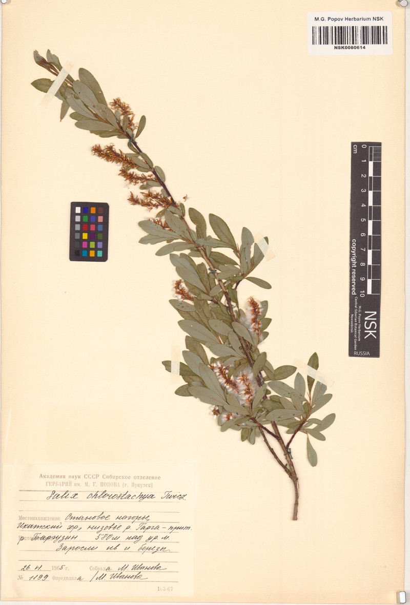 Salix rhamnifolia subsp. rhamnifolia photo 7