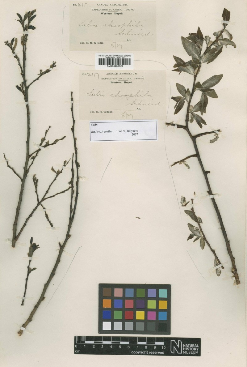 Salix rhoophila