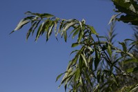 Salix rorida