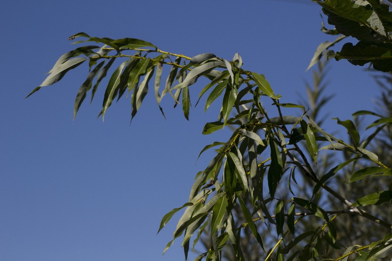 Salix rorida