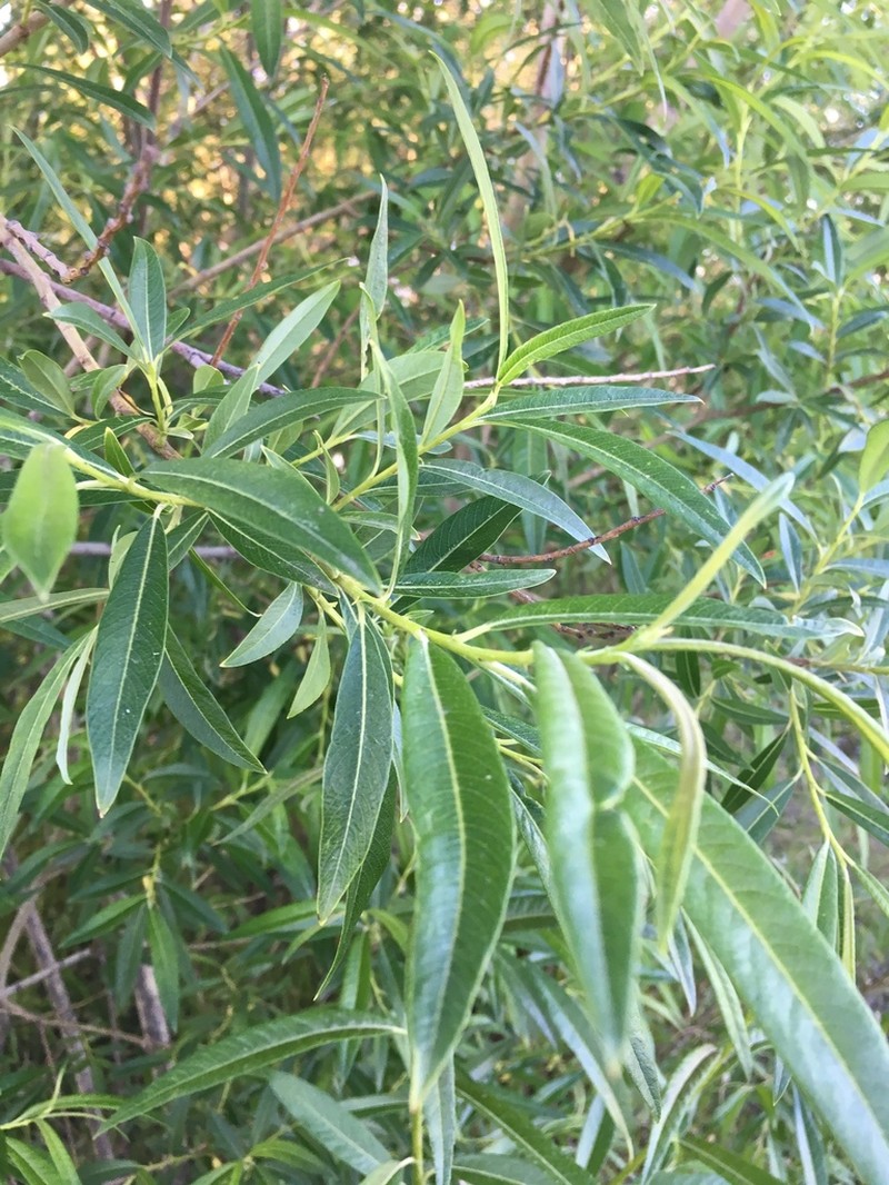 Salix rorida photo 2