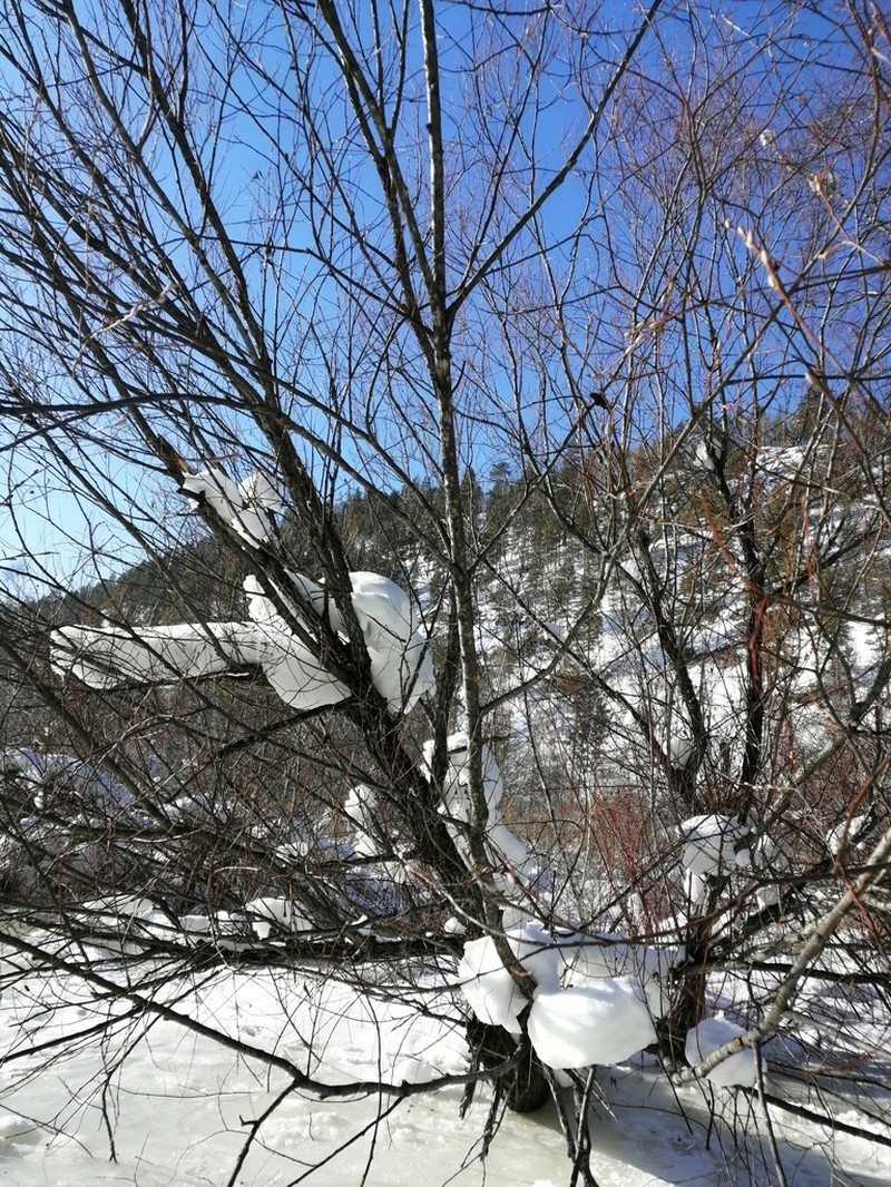 Salix rorida photo 3