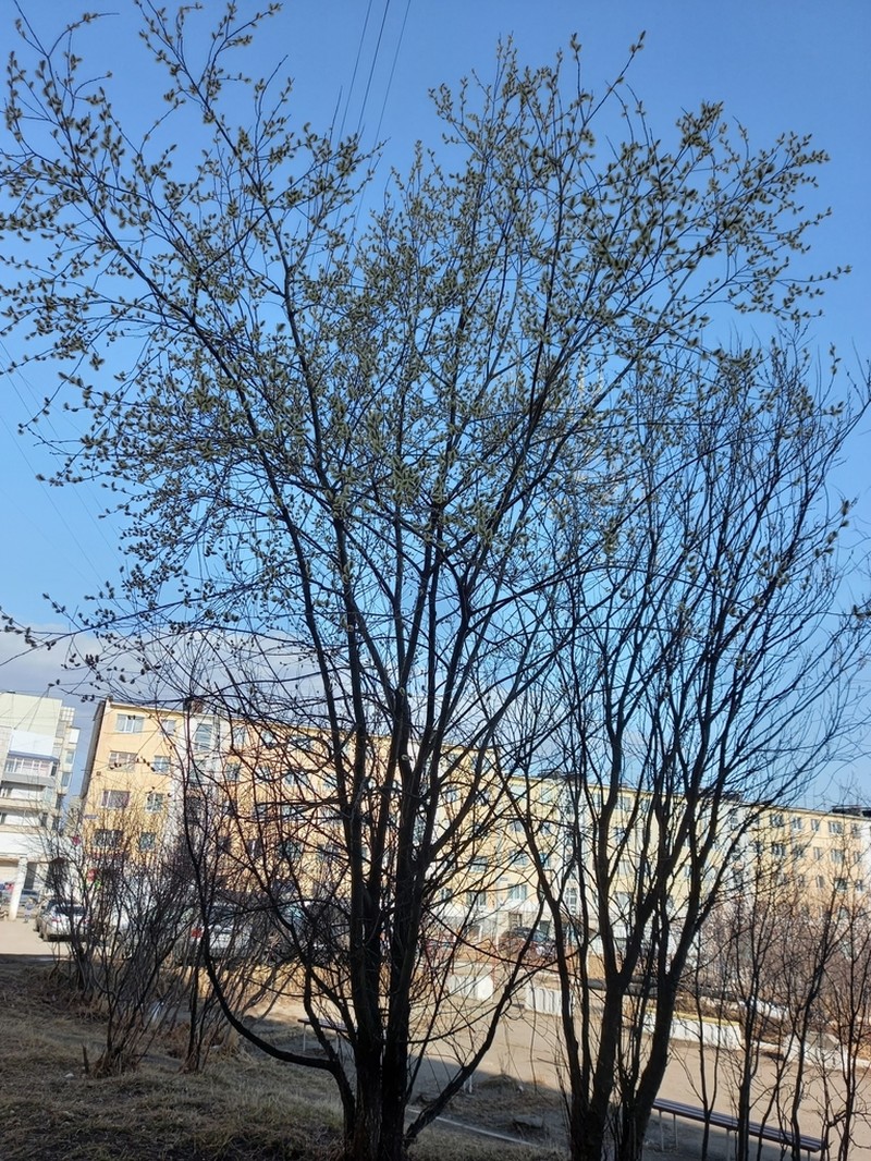 Salix rorida photo 5