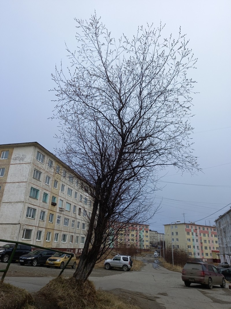 Salix rorida photo 6