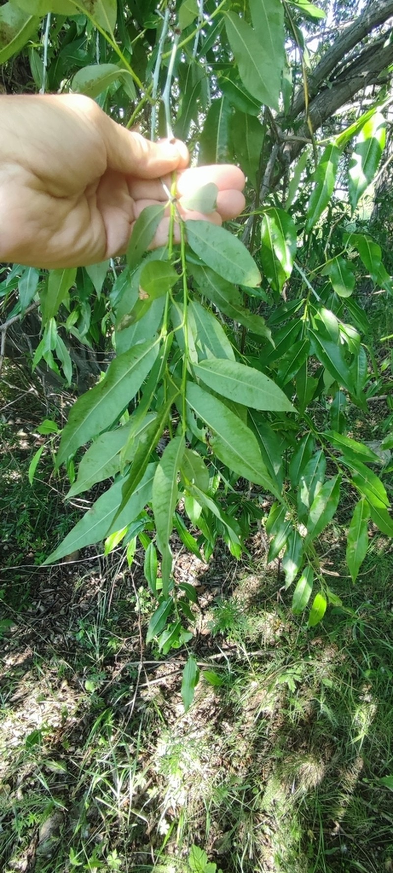 Salix rorida photo 7