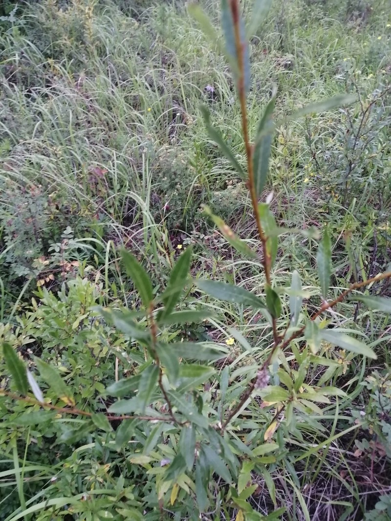 Sali rosmarinifolia photo 2