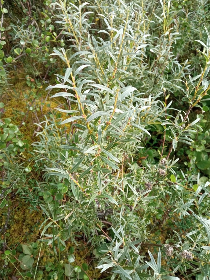 Sali rosmarinifolia photo 3
