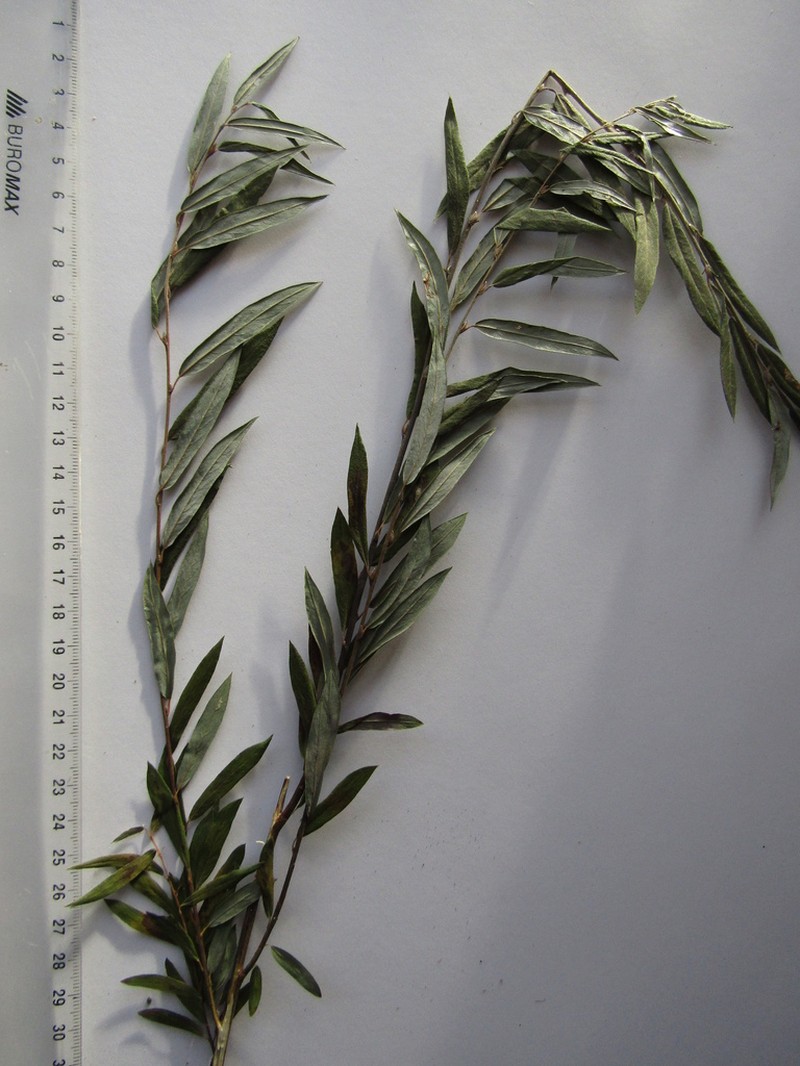 Sali rosmarinifolia photo 4
