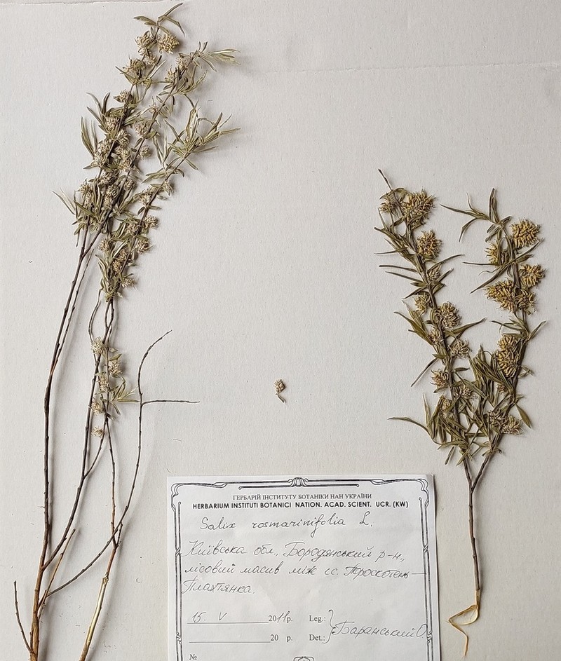 Sali rosmarinifolia photo 5