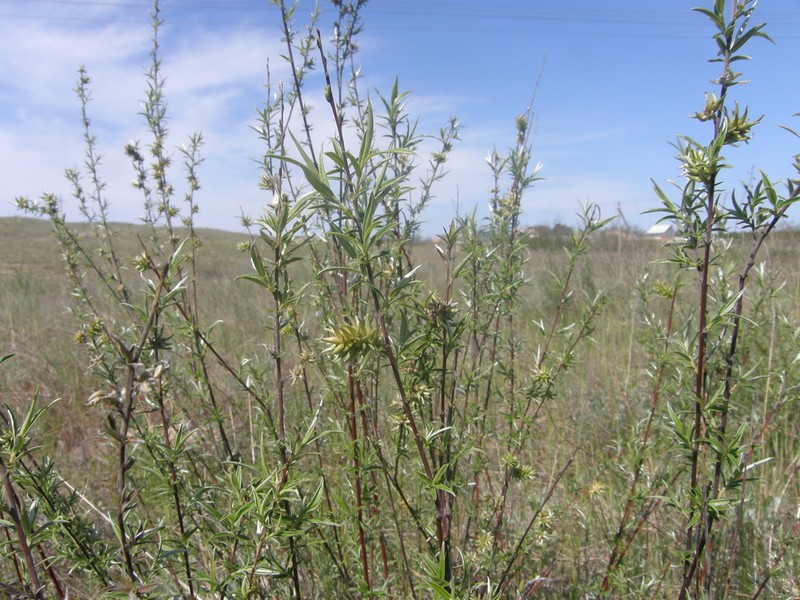 Sali rosmarinifolia photo 6