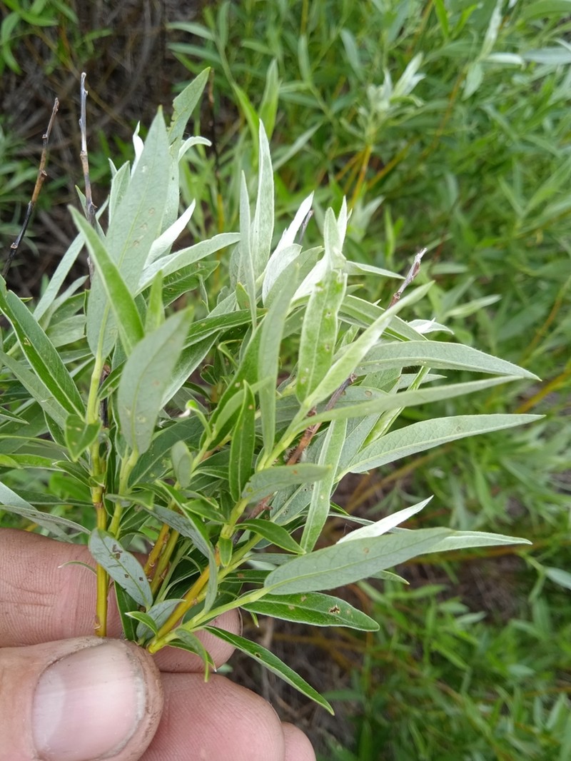 Sali rosmarinifolia photo 7