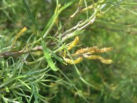 Sali rosmarinifolia
