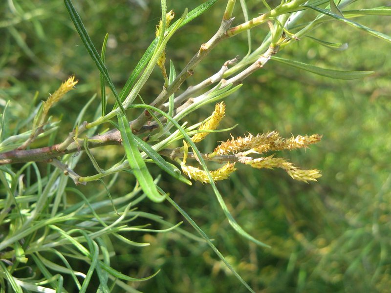 Sali rosmarinifolia