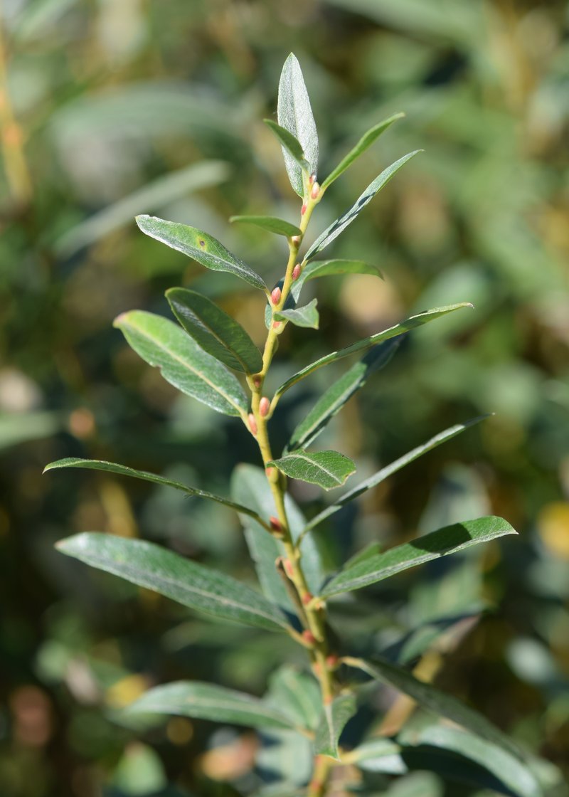 Sali rosmarinifolia