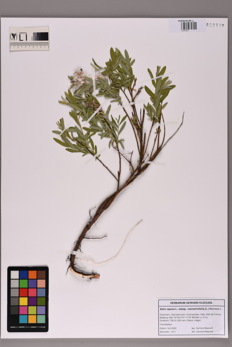 Salix rosmarinifolia subsp. rosmarinifolia