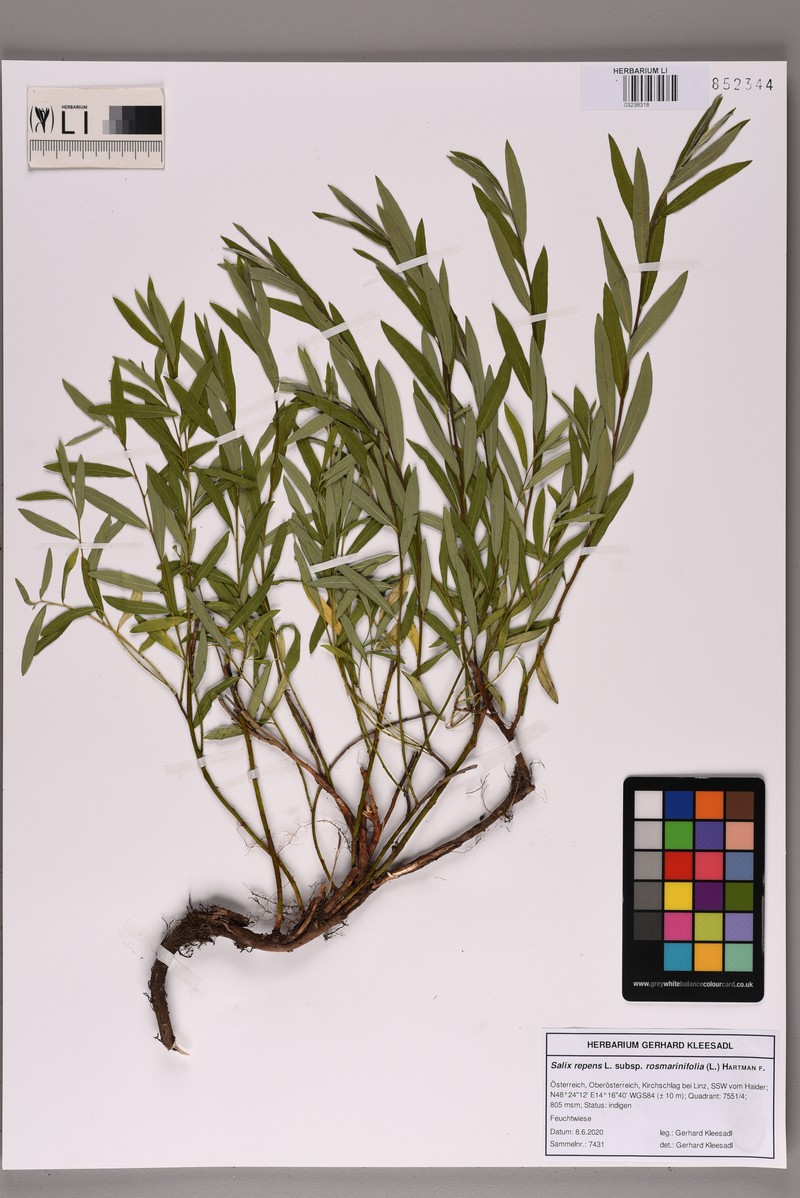 Salix rosmarinifolia subsp. rosmarinifolia photo 2