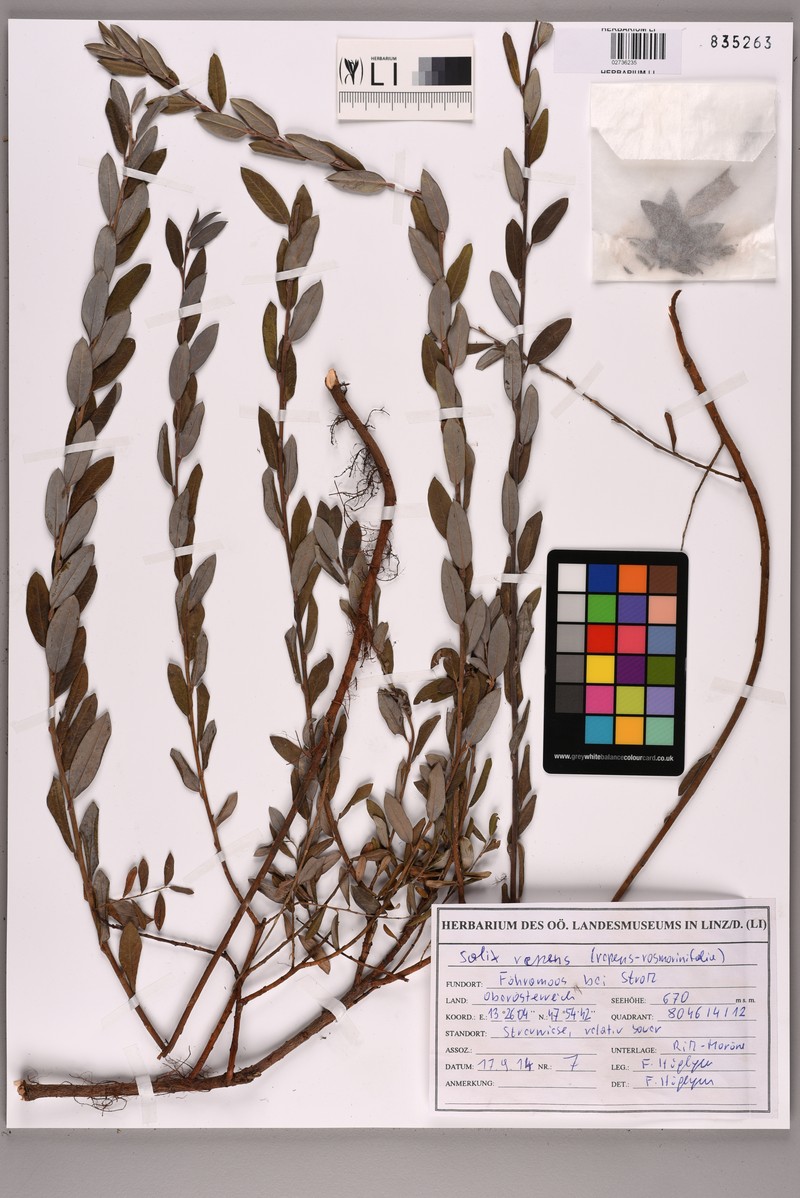 Salix rosmarinifolia subsp. rosmarinifolia photo 3