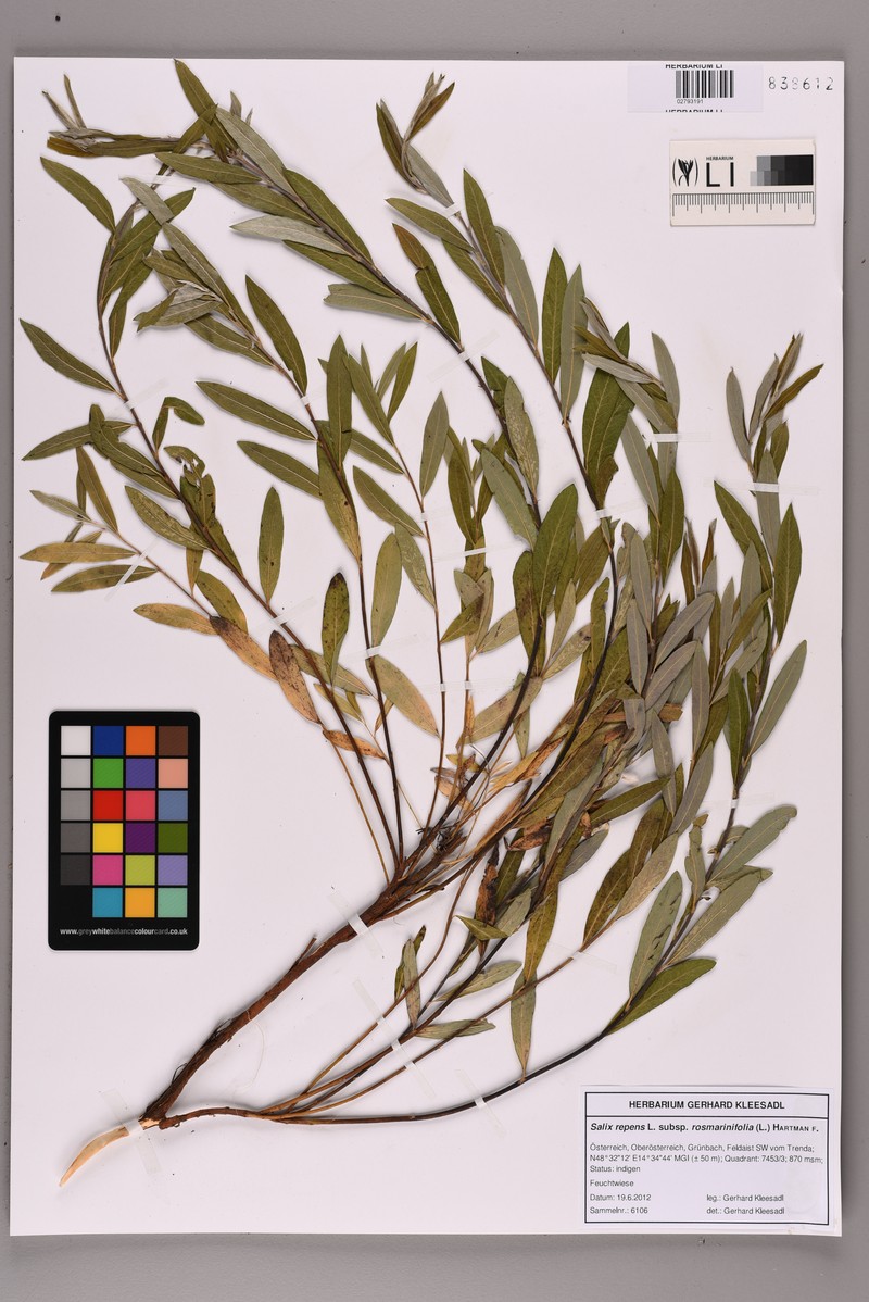 Salix rosmarinifolia subsp. rosmarinifolia photo 4