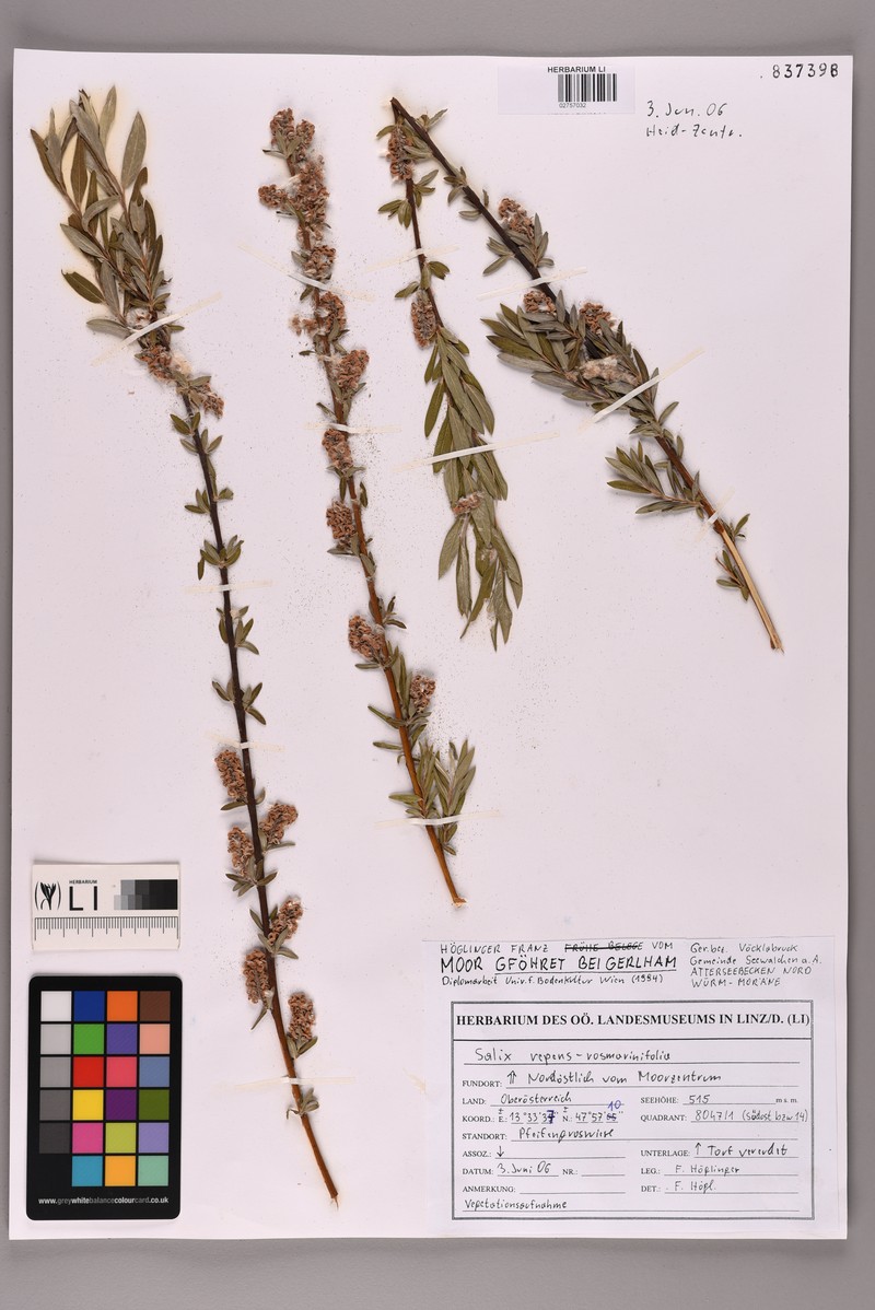 Salix rosmarinifolia subsp. rosmarinifolia photo 5