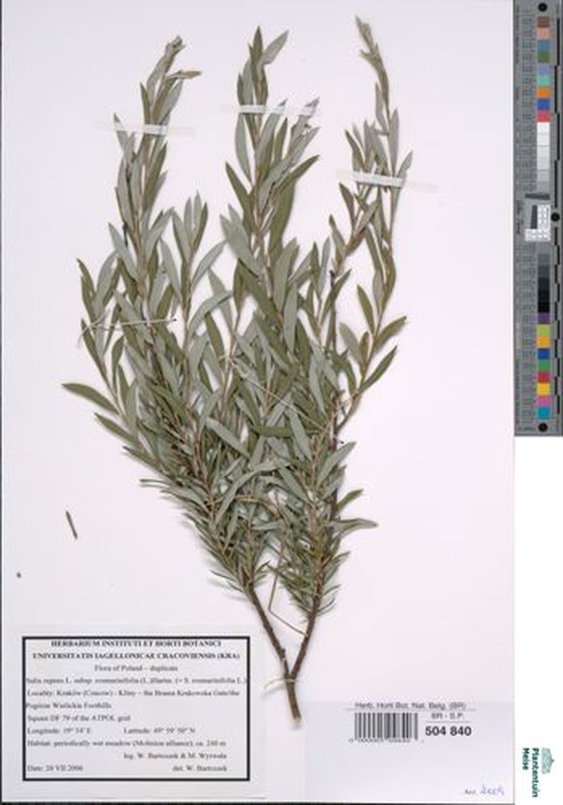 Salix rosmarinifolia subsp. rosmarinifolia photo 6