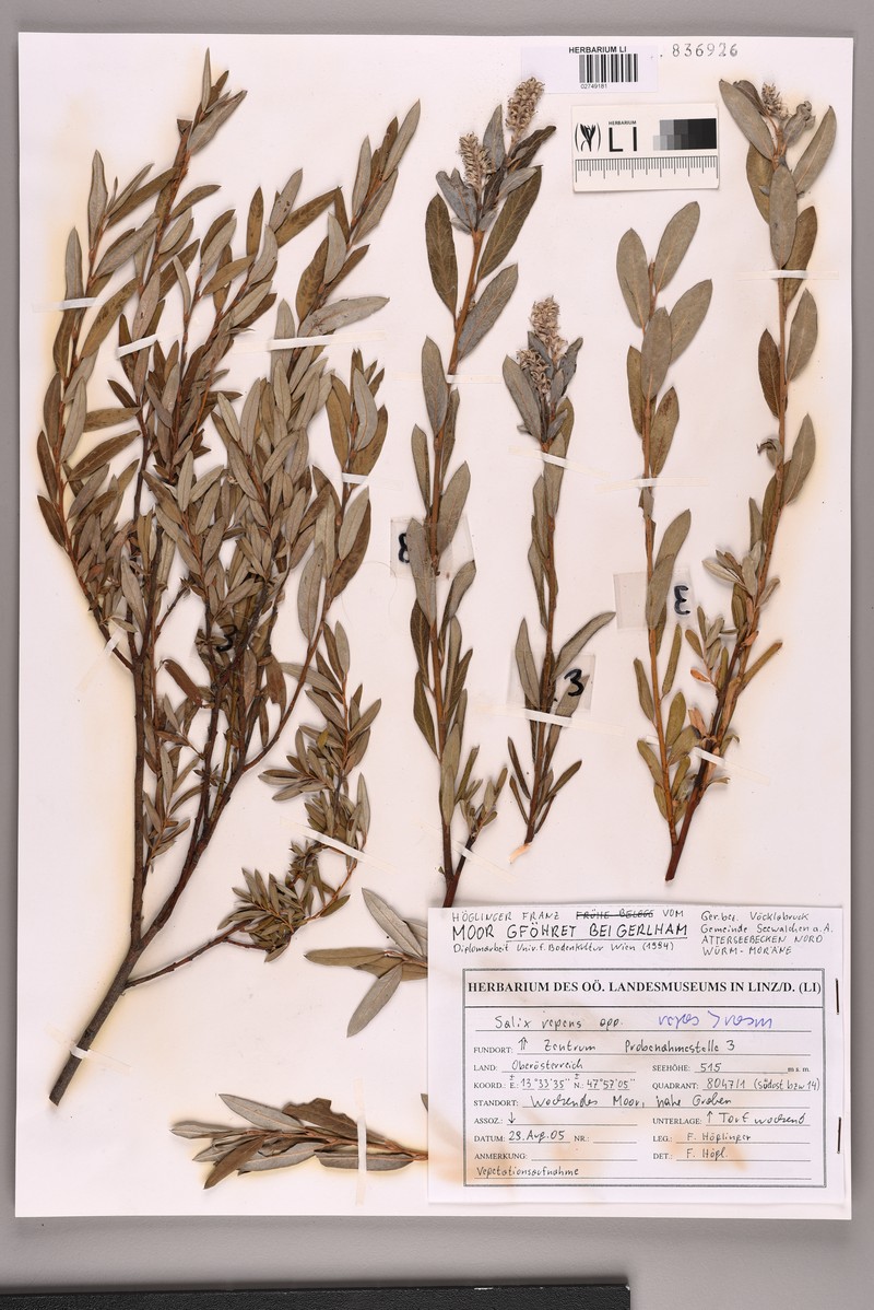 Salix rosmarinifolia subsp. rosmarinifolia photo 8