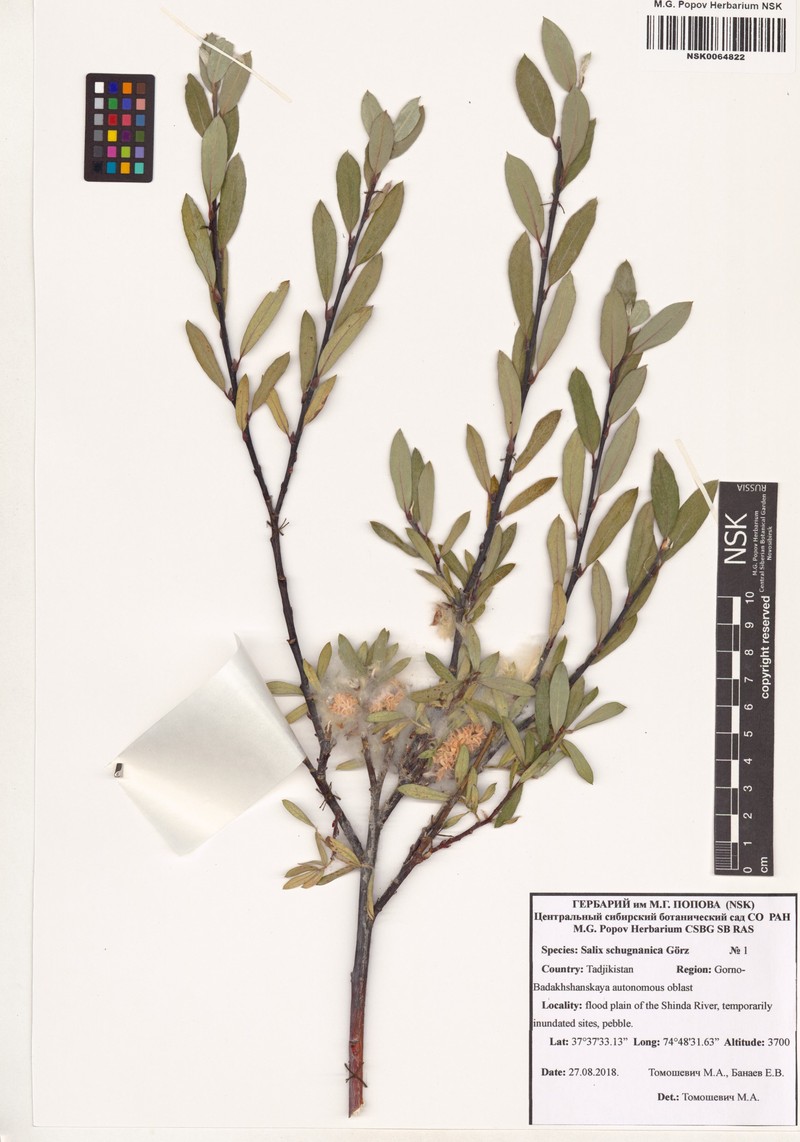 Salix rosmarinifolia subsp. schugnanica