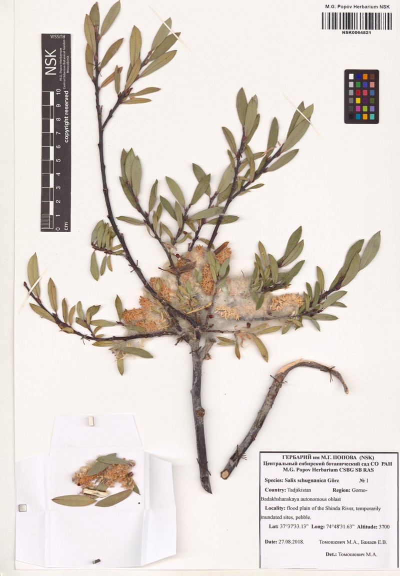 Salix rosmarinifolia subsp. schugnanica photo 2