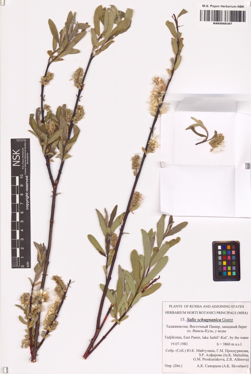 Salix rosmarinifolia subsp. schugnanica photo 3