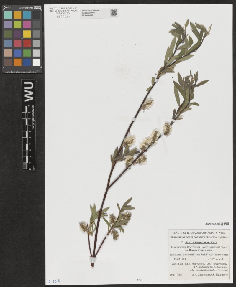 Salix rosmarinifolia subsp. schugnanica photo 4