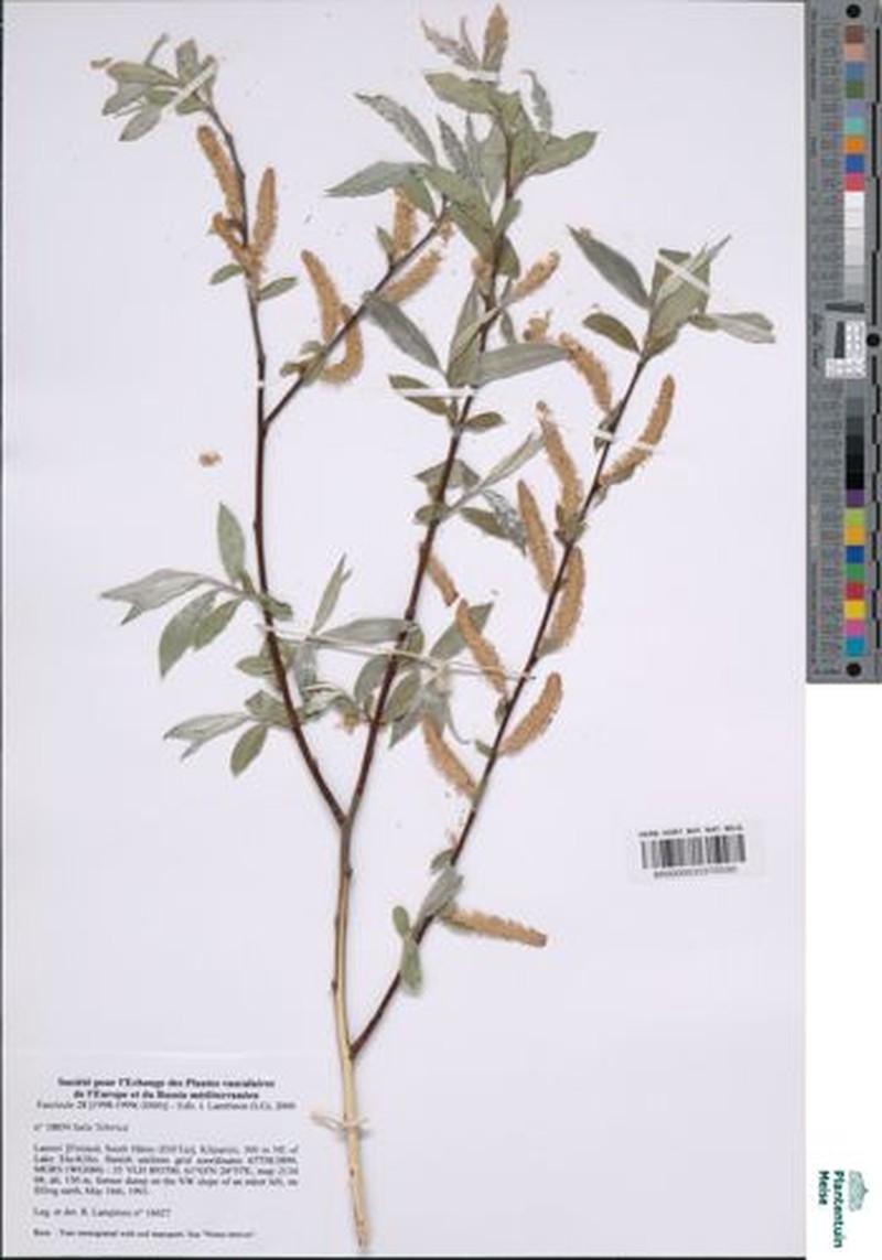 Salix rosmarinifolia subsp. sibirica