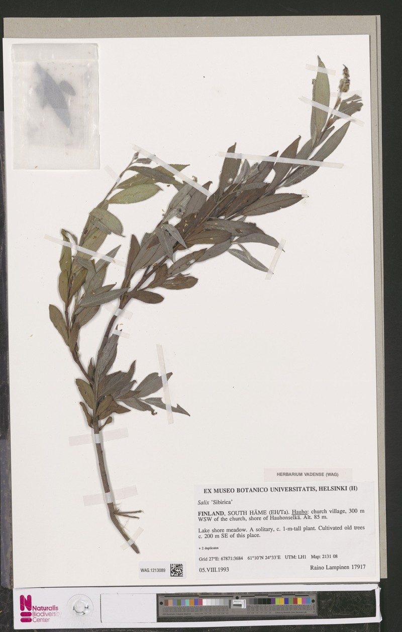 Salix rosmarinifolia subsp. sibirica photo 2