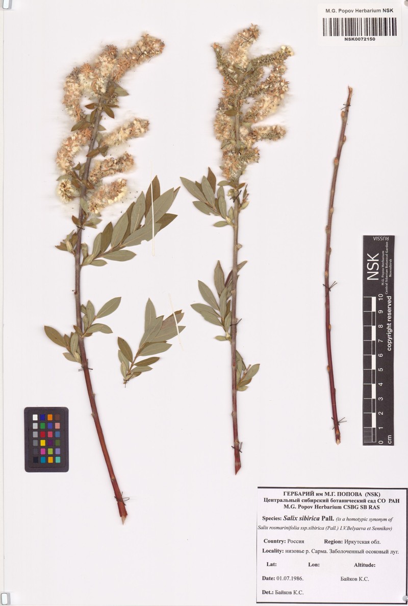 Salix rosmarinifolia subsp. sibirica photo 3