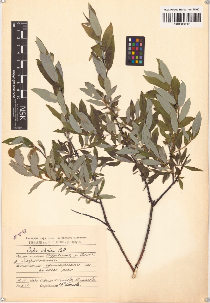 Salix rosmarinifolia subsp. sibirica photo 4