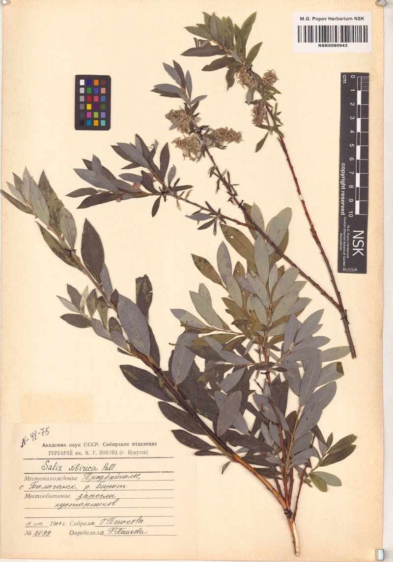 Salix rosmarinifolia subsp. sibirica photo 5