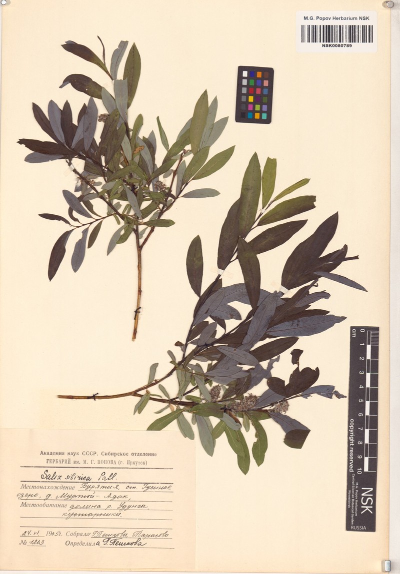 Salix rosmarinifolia subsp. sibirica photo 6
