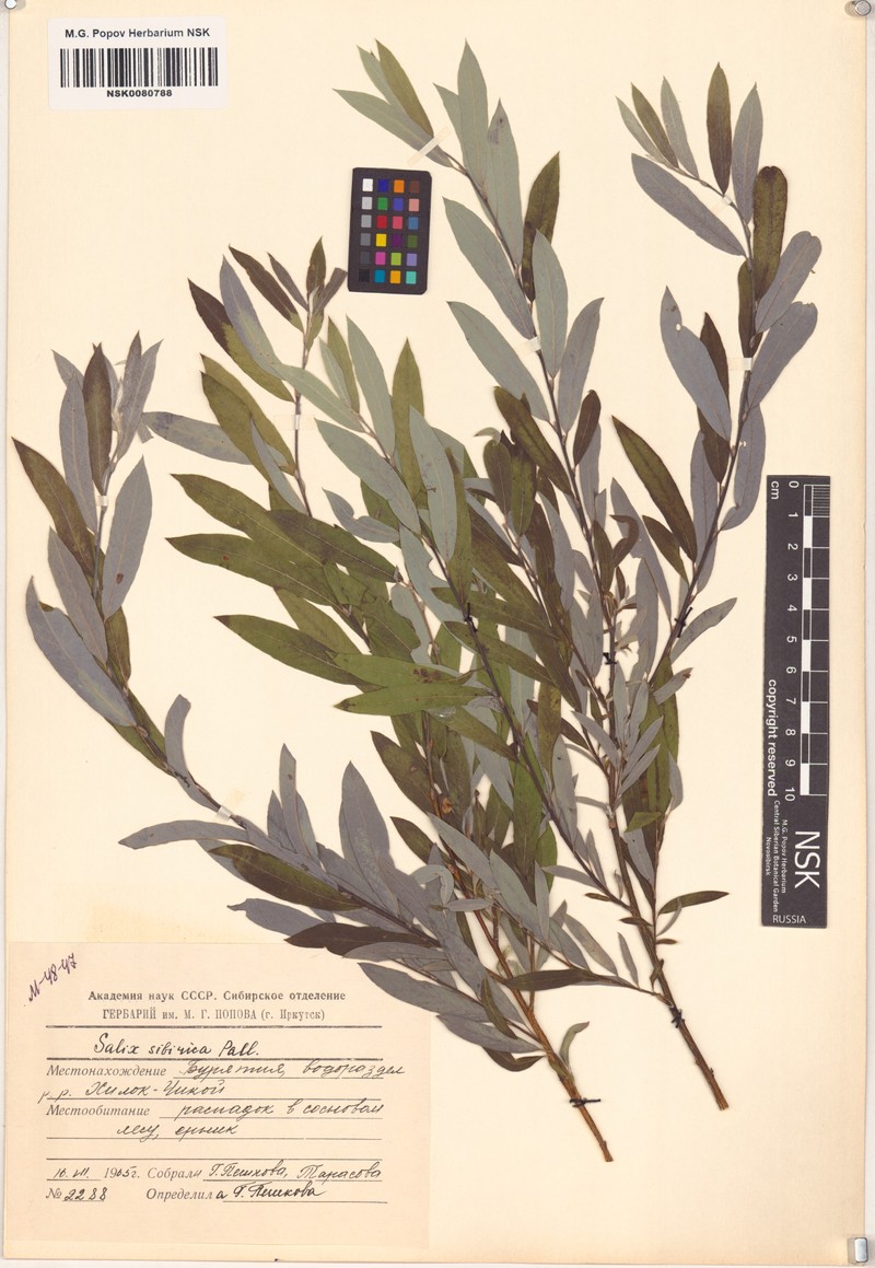 Salix rosmarinifolia subsp. sibirica photo 7