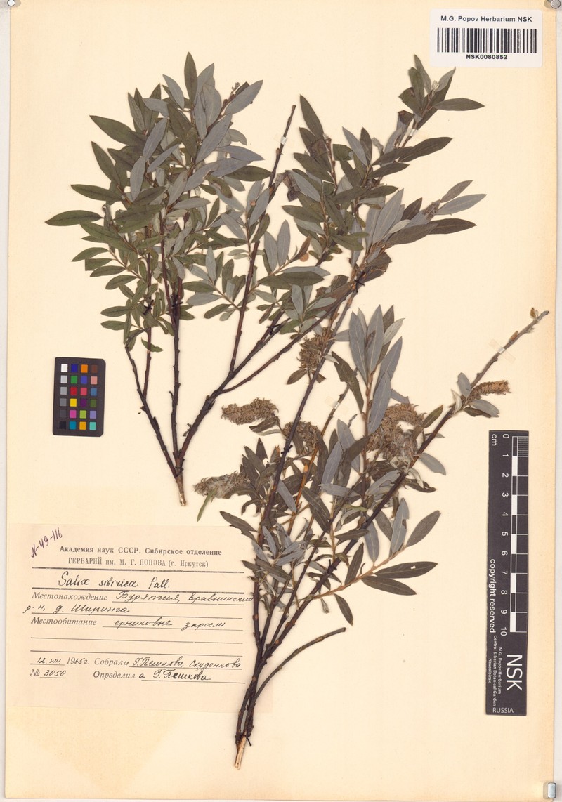 Salix rosmarinifolia subsp. sibirica photo 8