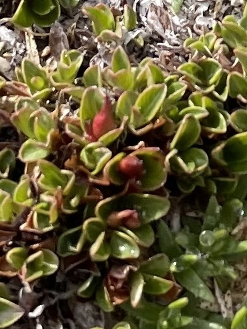 Salix rotundifolia var. dodgeana photo 2