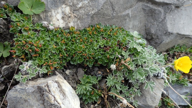 Salix rotundifolia var. dodgeana photo 4