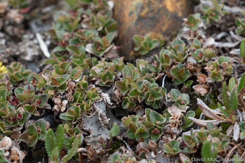 Salix rotundifolia var. dodgeana photo 6