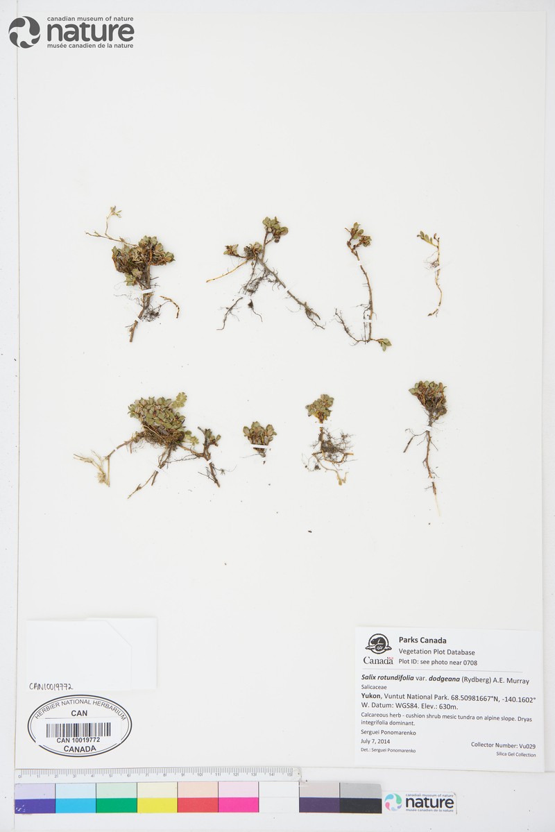 Salix rotundifolia var. dodgeana photo 8