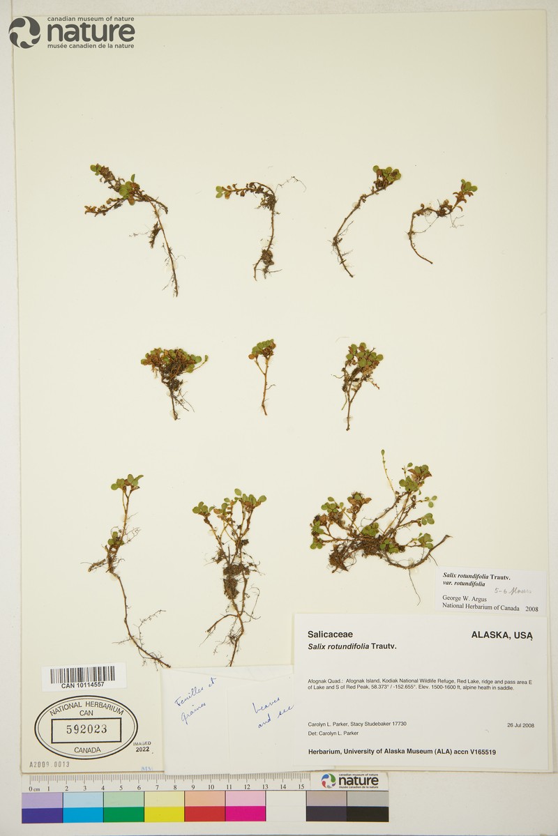 Salix rotundifolia var. rotundifolia photo 2