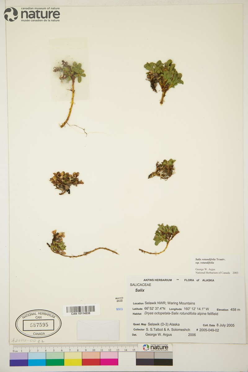 Salix rotundifolia var. rotundifolia photo 4