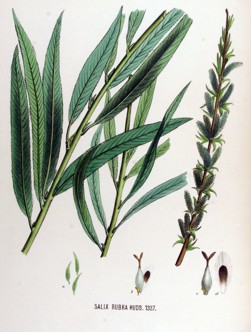 Green-Leaf Willow