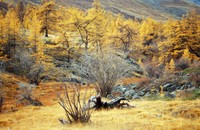 Salix sajanensis