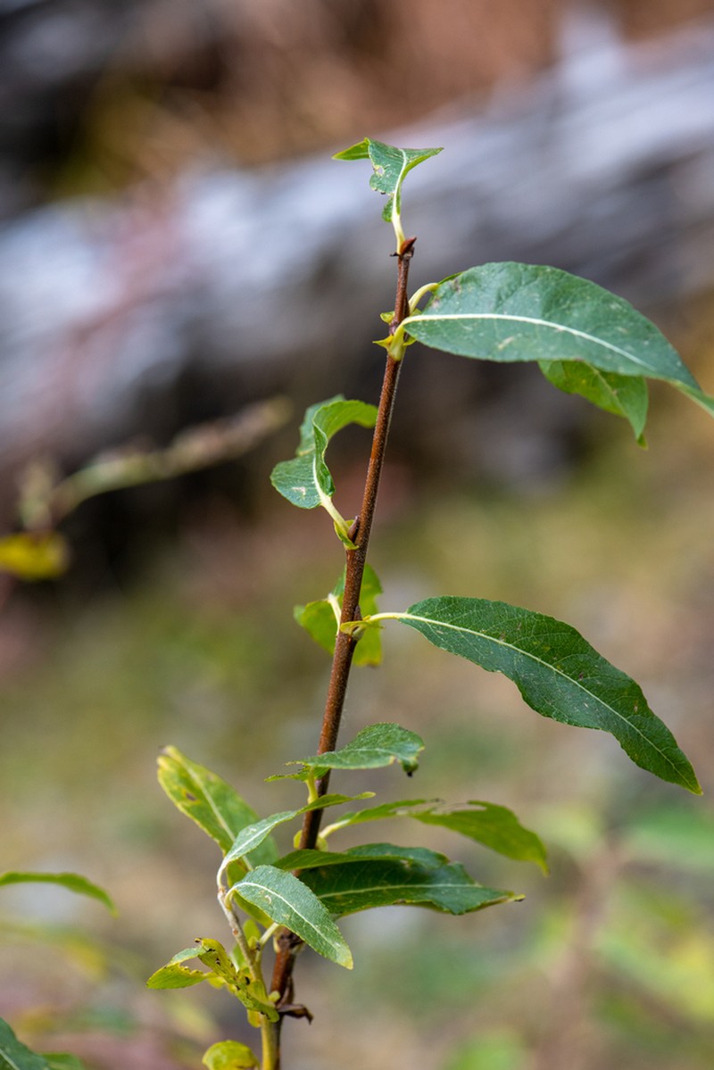 Salix sajanensis photo 2