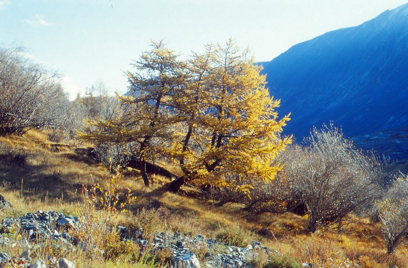 Salix sajanensis photo 3