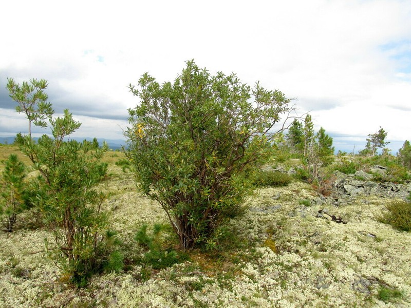 Salix sajanensis photo 5