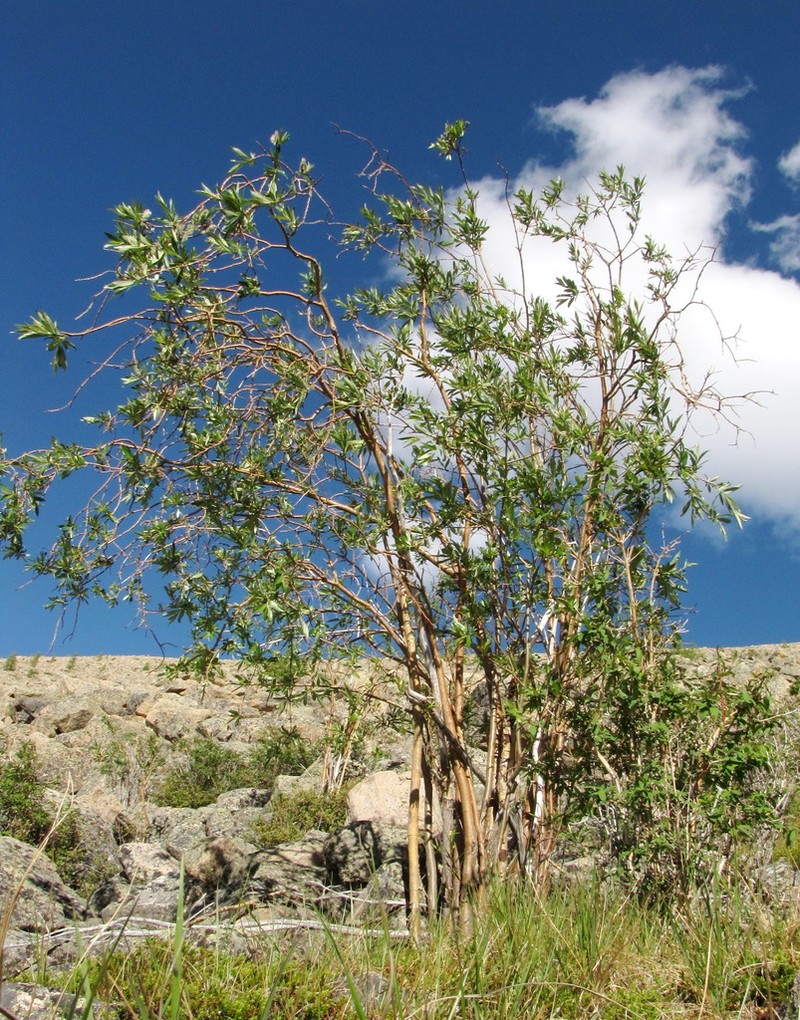 Salix sajanensis photo 6